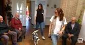 Terapias caninas para mejorar la calidad de vida de nuestros mayores