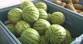 Comienza la temporada de melones y sandías