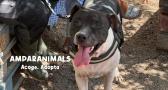 Artemis, otro ejemplo de abandono y de cría de perros de raza