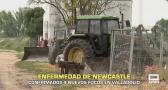 Confirmados cuatro focos de la enfermedad de Newcastle en Valladolid - 23/06/2026