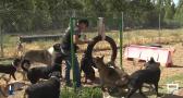Guarderías caninas, un negocio que aumenta en verano