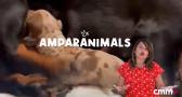 Consejos para cuidar de tu perrita después del parto