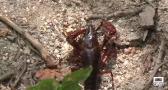 Pescamos cangrejos en Cardiel de los Montes