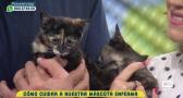 El cuidado de las mascotas enfermas