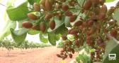 Villanueva de la Jara, se convierte en la planta procesadora de pistacho más grande de Europa