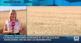 Los agricultores esperan una caída de entorno a un 30% en la cosecha del cereal