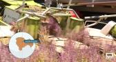 Conocemos más sobre el cultivo de la salvia