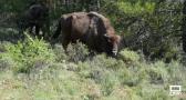 Bisontes y caballos salvajes transformando territorios del Alto Tajo