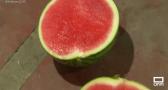 Aprendemos sobre el cultivo de la sandía