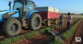 Proceso de siega de la lavanda en Ossa de Montiel