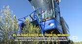 El olivar crece en todo el mundo - 02/07/2026