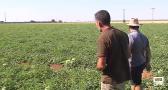 Agricultores de Ciudad Real denuncian el robo hasta 600 kilos de sandías y melones