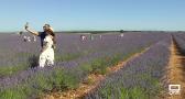 Brihuega se tiñe de morado por la lavanda
