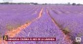 Brihuega celebra el mes de la lavanda