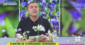 Floración Veraniega