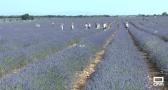 El tren de la lavanda se pone en marcha, desde Madrid a Brihuega