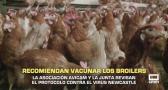 Recomiendan vacunar los broilers- 14/07/2026