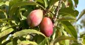 Ciruelas, la fruta emblemática de Olías del Rey