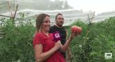 Recogemos tomates con los vecinos de Liétor