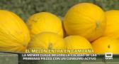El melón entra en campaña - 16/07/2026
