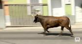 Conocemos la vaca enmaromada en La Puebla de Montalbán