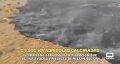 El campo - 28/07/2026