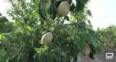 Así se recolecta la fruta del verano
