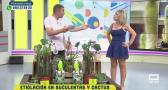Etiolación en suculentas y cactus