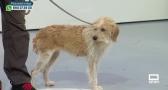 Proteger a nuestras mascotas en emergencias