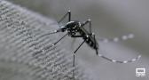 Siguen aumentando en España las enfermedades transmitidas por mosquitos