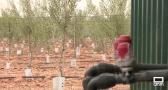 Más hectáreas de olivo que de vid en Castilla-La Mancha