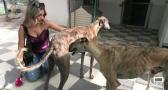 Perros y gatos abandonados que buscan una segunda oportunidad