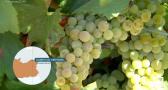 Comienza la vendimia de la variedad "chardonnay"