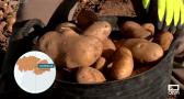 Recogemos patatas en La Cañada, una explotación de Sonseca