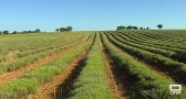 Comienza la recolección de lavanda en Brihuega