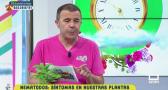 Nematodos y los síntomas en nuestras plantas