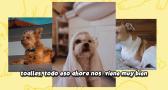 ¿Qué es mejor: acoger o adoptar una mascota? La ayuda que necesitan las protectoras de animales