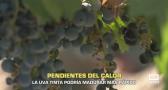 La uva tinta podría madurar más rápido - 10/08/2026