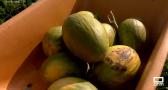 Finca Hualdo recupera la variedad de melón mochuelo