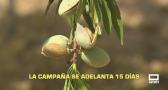 La campaña de almendra se adelanta 15 días - 11/08/2026