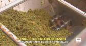 Inquietud en los secanos, mermas de hasta el 30 % en varietales - 14/08/2026