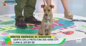 Hábitos higiénicos de mascotas