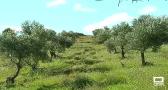 Los olivos de la Alcarria podrían conseguir un sello marchamo de calidad