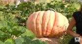 Calabazas XXL en Marchamalo