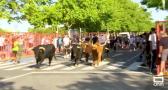 Illescas despide sus fiestas con un encierro urbano