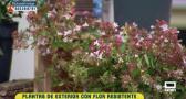 Plantas de exterior con flor resistente
