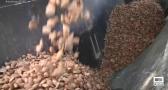 Recogida de almendras en Aguas Nuevas (Albacete)
