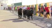 Comienzan los encierros en Villaseca de la Sagra