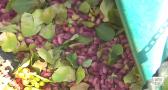 Castilla-La Mancha está en plena cosecha de pistacho