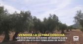 Vendida la última cosecha de aceite - 14/09/2026